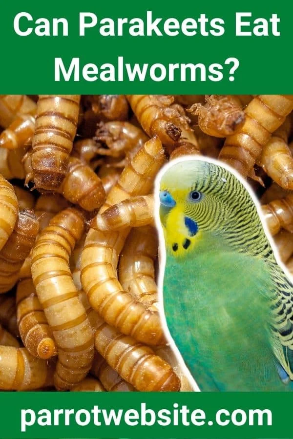 Beyond the Seed Cup: A Comprehensive Guide to Feeding Mealworms to Parakeets