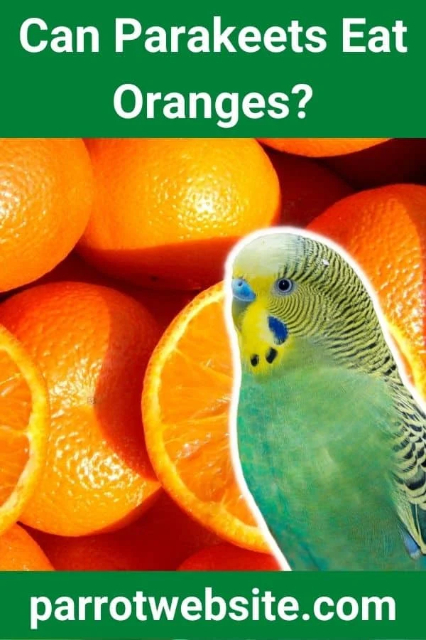 Can Parakeets Eat Oranges? A Comprehensive Guide to Avian Nutrition and Safety