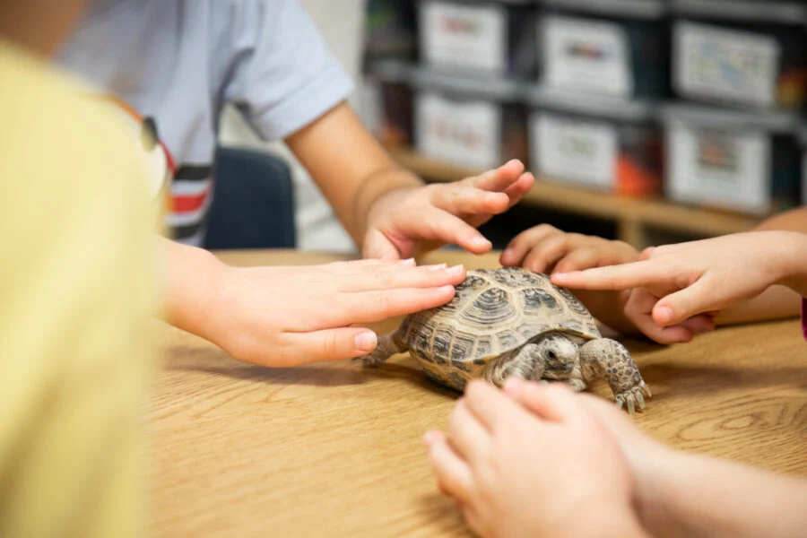 Empowering Education: Pets in the Classroom Opens 2026–2027 Grant Applications to Transform Learning Environments