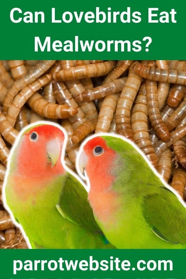 Feathered Nutrition: The Definitive Guide to Including Mealworms in Your Lovebird’s Diet