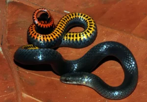Fragile Foundations: Two Rare Florida Snakes Granted Endangered Status Amid Habitat Crisis