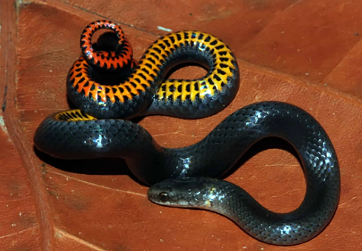 Fragile Foundations: Two Rare Florida Snakes Granted Endangered Status Amid Habitat Crisis