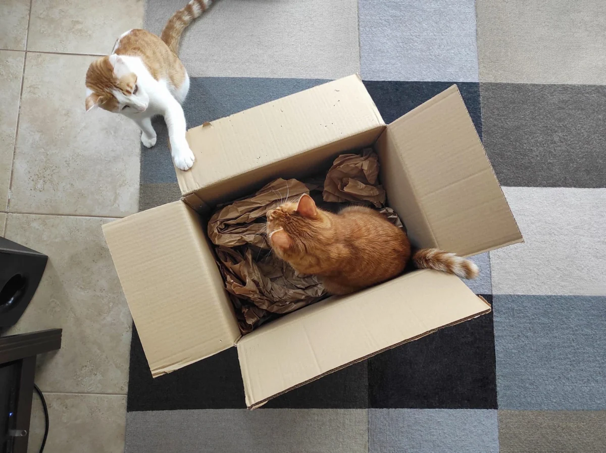 Golden Years, Golden Spirits: A Comprehensive Guide to Enriching the Lives of Senior Cats
