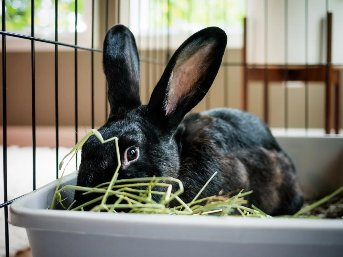 Guardians of the Burrow: A Comprehensive Guide to Rabbit Health and Veterinary Advocacy