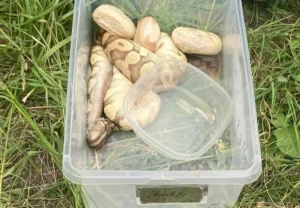 Investigation Launched After Seven Ball Pythons Found Dead in Pennsylvania