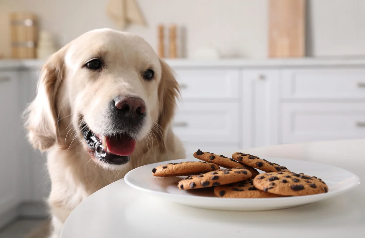 Seconds Count: A Comprehensive Guide to Recognizing, Treating, and Preventing Accidental Canine Poisoning