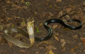 Slithering Chaos: Nearly 1,000 Snakes Escape Breeding Facility Amidst Catastrophic Chinese Floods