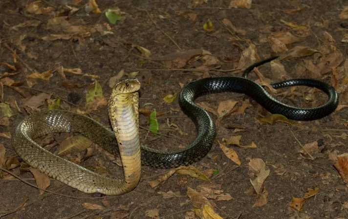 Slithering Chaos: Nearly 1,000 Snakes Escape Breeding Facility Amidst Catastrophic Chinese Floods