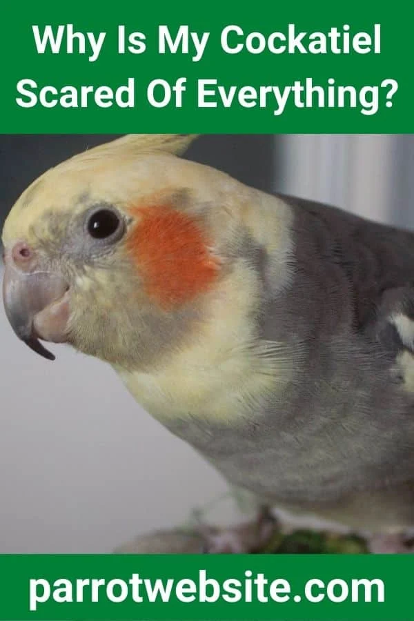 The Anxious Avian: Understanding and Addressing Chronic Fear in Cockatiels