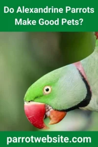 The Avian Commitment: Evaluating the Alexandrine Parrot as a Companion