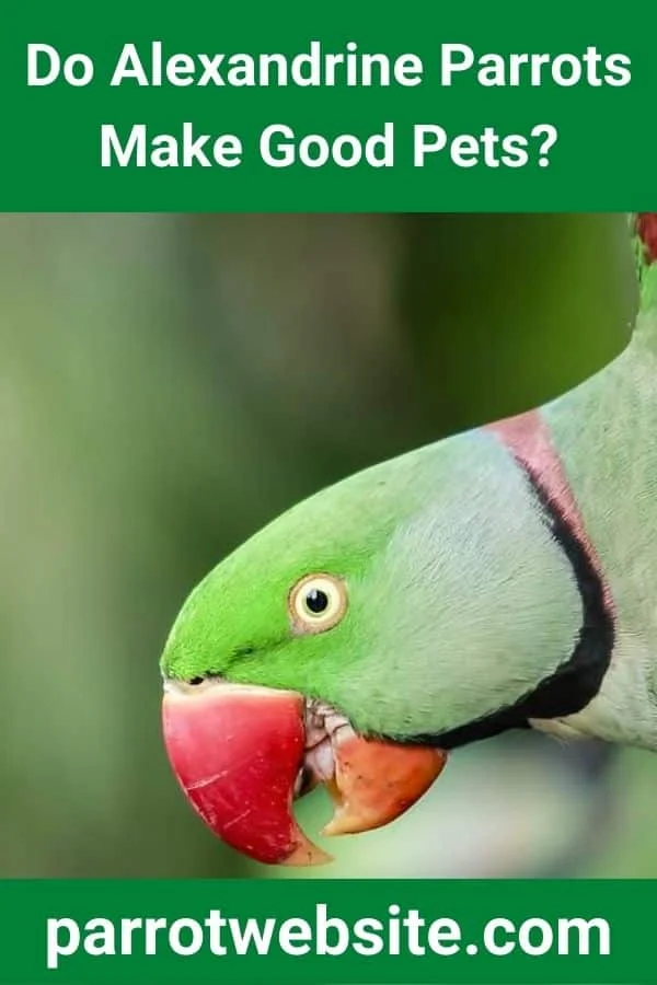 The Avian Commitment: Evaluating the Alexandrine Parrot as a Companion