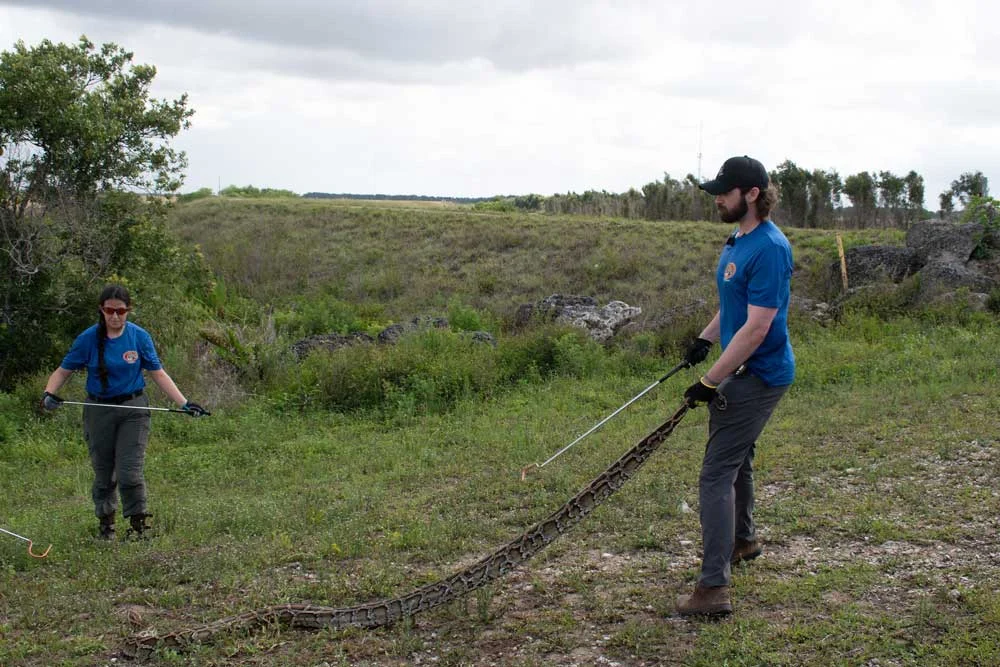 The Battle for the Everglades: 2026 Florida Python Challenge Opens Amidst Ecological Crisis