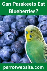 The Berry Debate: A Comprehensive Guide to Feeding Blueberries to Your Parakeet