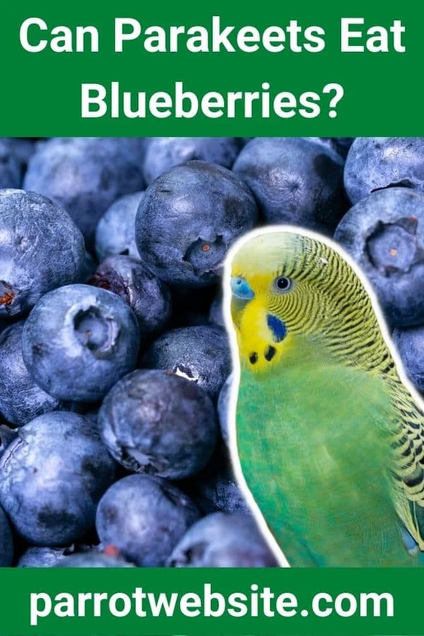 The Berry Debate: A Comprehensive Guide to Feeding Blueberries to Your Parakeet