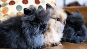 The Compassionate Guide to Baby Bunny Care: Understanding, Rescuing, and Raising Kits
