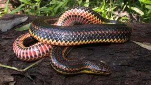 The Elusive Rainbow Snake: North Carolina Wildlife Officials Launch Urgent Conservation Effort