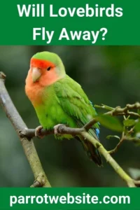 The Flight Risk: Understanding and Preventing Lovebird Escapes
