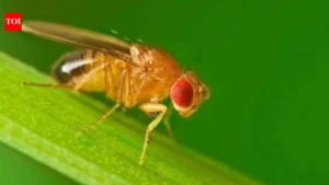 The Genetic Winter Lock: How Fruit Flies Rewrite Their Internal Clocks to Survive the Cold