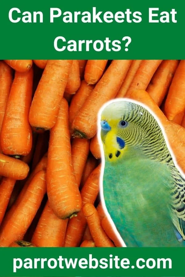 The Golden Harvest: A Comprehensive Guide to Including Carrots in Your Parakeet’s Diet