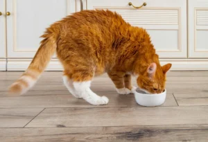 The Golden Years: A Comprehensive Guide to Nutritional Optimization for Senior Cats