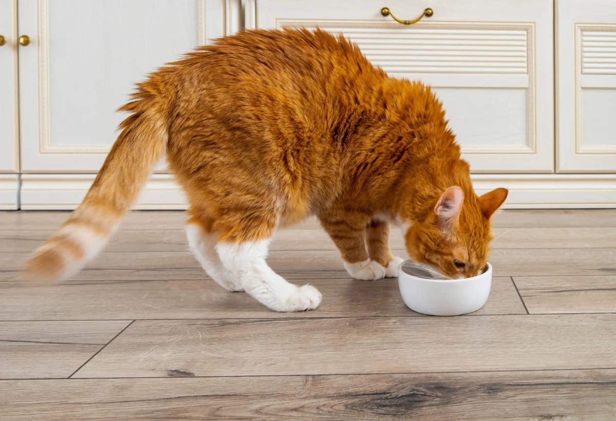 The Golden Years: A Comprehensive Guide to Nutritional Optimization for Senior Cats