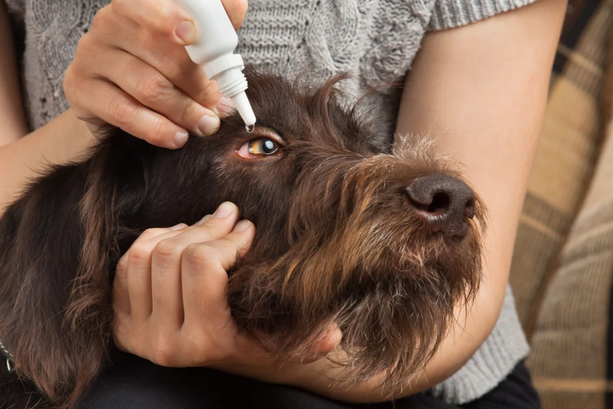 The Hidden Dangers of Human Eye Drops for Canines: Why Veterinarians Warn Against Quick Over-the-Counter Fixes