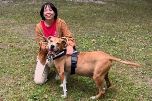 The Invisible Bridge: How One Volunteer’s Compassion Rewrote a Senior Dog’s Destiny