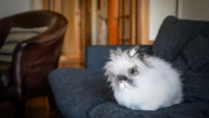 The Lionhead Paradox: Why the Internet’s Favorite Rabbit is a Growing Welfare Crisis