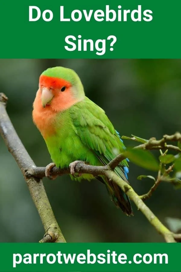 The Melodic Symphony of the Living Room: Understanding the Vocal World of Lovebirds