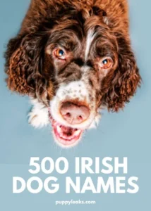 The Nomenclature of Companionship: How Cultural Heritage and Digital Curations are Redefining Pet Naming Trends
