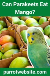 The Nutritional Nuances of Feeding Mango to Parakeets: A Comprehensive Guide