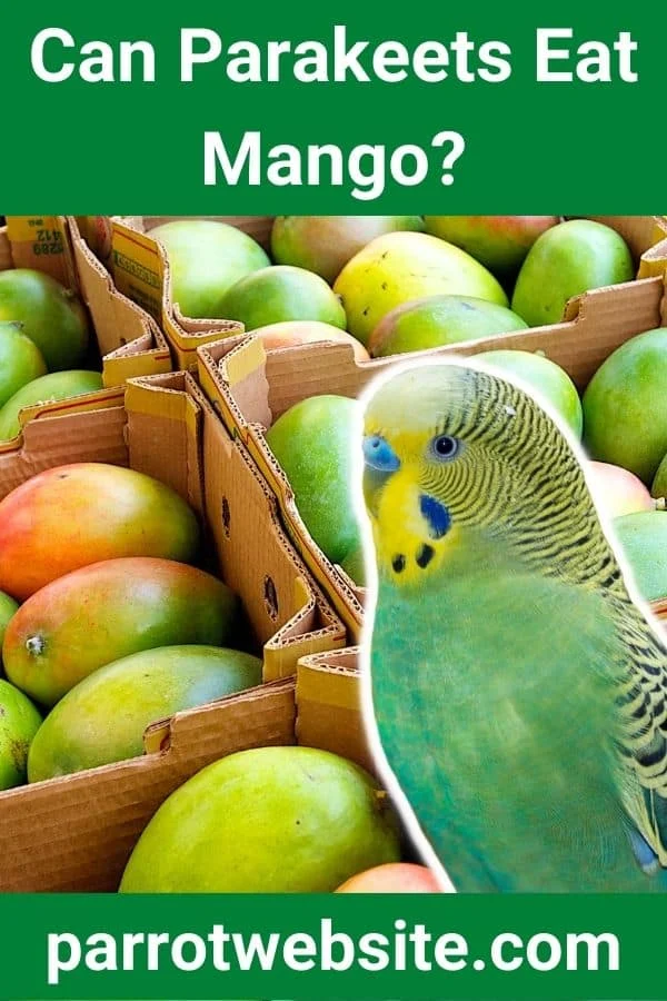 The Nutritional Nuances of Feeding Mango to Parakeets: A Comprehensive Guide