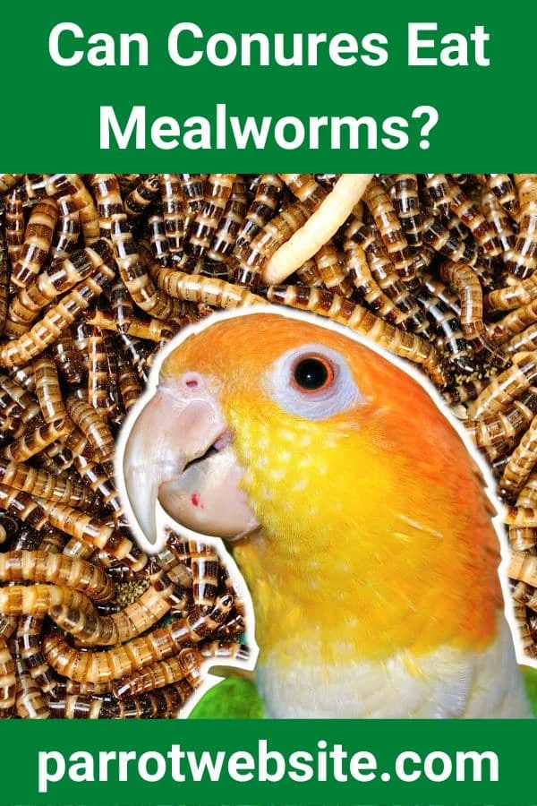 The Nutritional Verdict: Can Conures Safely Consume Mealworms?