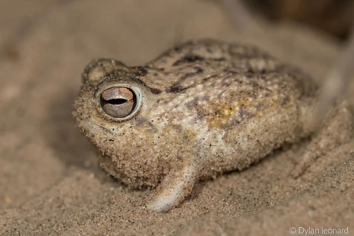 The Plight of the "Squeaky" Icon: Desert Rain Frog Status Elevated to Vulnerable