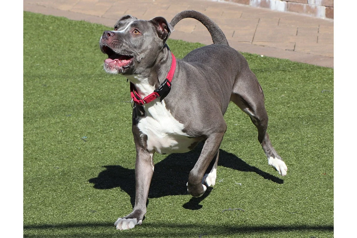 The Power of Persistence: How Social Media is Redefining Animal Adoption