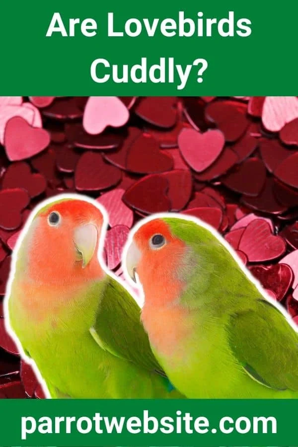 The Pursuit of Plumage and Partnership: Are Lovebirds the Right Choice for the Cuddly Companion?