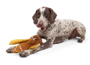 The Science of Joy: How BARK is Redefining Holiday Play for Dogs and Their Humans