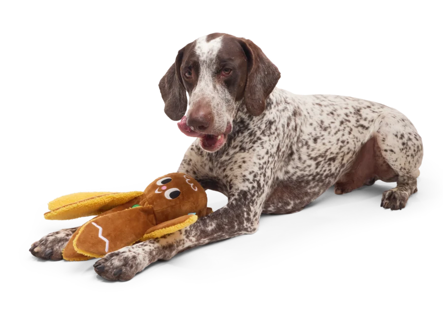 The Science of Joy: How BARK is Redefining Holiday Play for Dogs and Their Humans