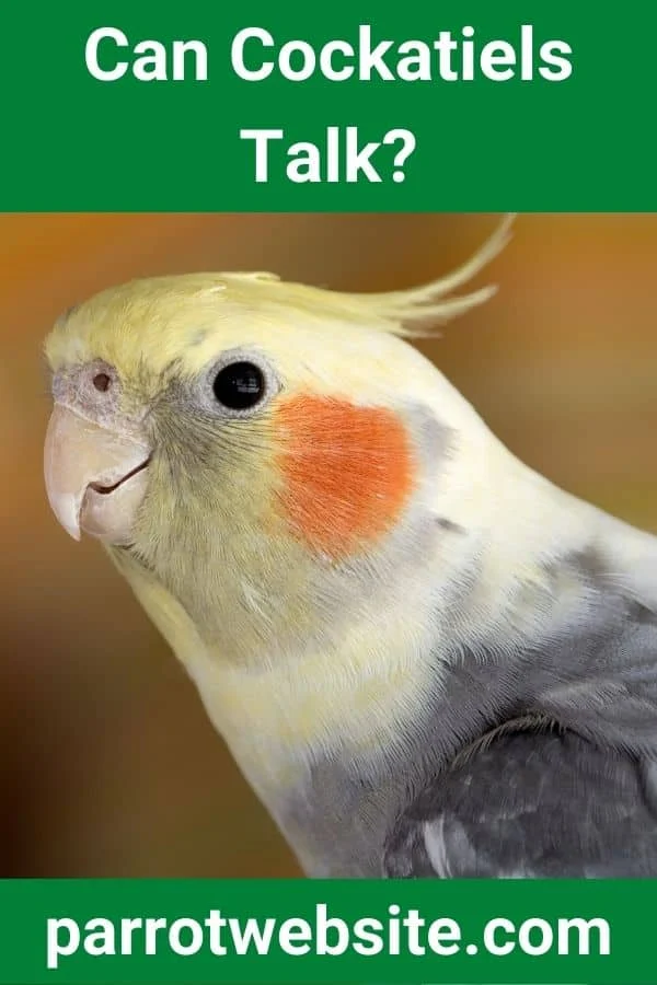 The Silent Communicators: Understanding the Vocal Reality of Cockatiels