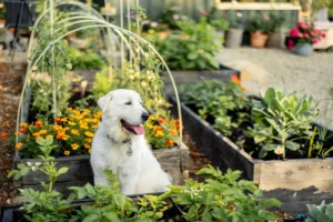 The Toxic Truth in Your Backyard: Why Canine Waste is a Major Environmental Hazard, Not Garden Fertilizer