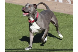 The Unseen Bond: How Digital Advocacy Is Redefining Pet Adoption