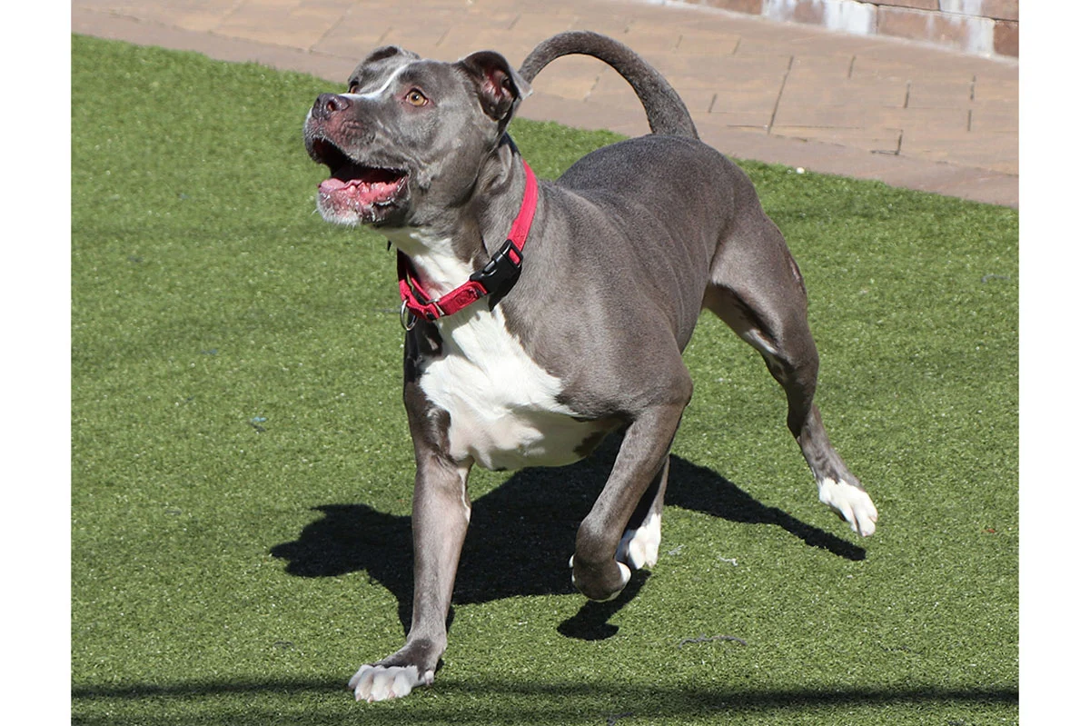 The Unseen Bond: How Digital Advocacy Is Redefining Pet Adoption