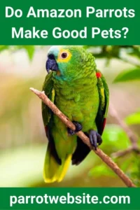 The Vibrant, Vocal, and Demanding Amazon Parrot: A Comprehensive Guide for Prospective Owners