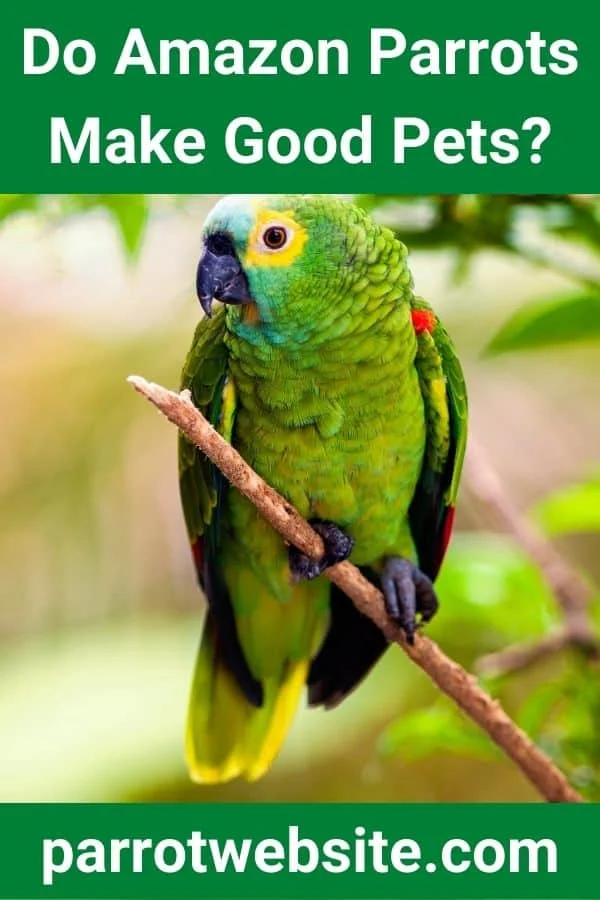 The Vibrant, Vocal, and Demanding Companion: A Comprehensive Guide to Amazon Parrot Ownership
