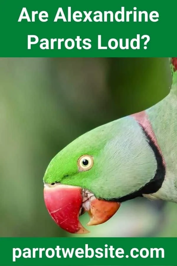 The Vocal Reality of Avian Companionship: An In-Depth Look at the Alexandrine Parrot
