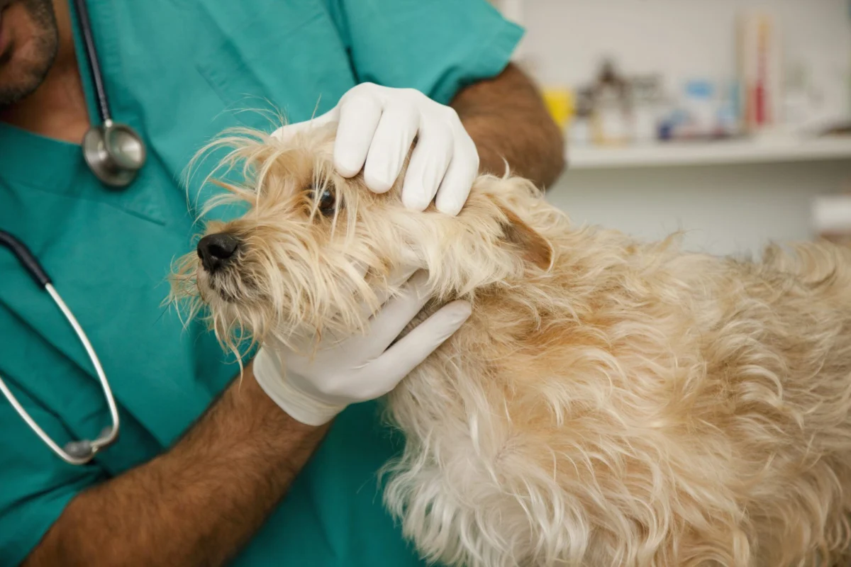 Understanding Fluconazole in Veterinary Medicine: Efficacy, Protocols, and Clinical Implications for Canine Fungal Infections