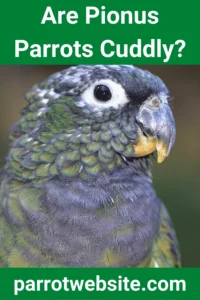 Understanding the Pionus Personality: Why "Cuddly" Isn’t the Goal for Your Parrot