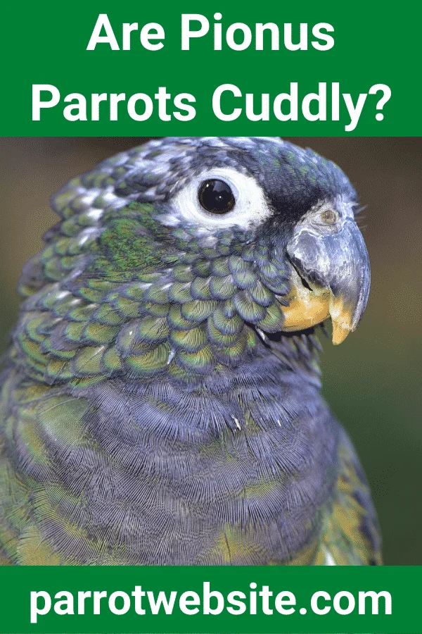 Understanding the Pionus Personality: Why "Cuddly" Isn’t the Goal for Your Parrot