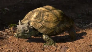 Unearthing the Ancient Giants: New Horned Turtle Species Discovered in Northern Patagonia