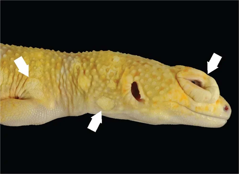 Unlocking the Genetic Code of Cancer: The Lemon Frost Leopard Gecko as a New Frontier in Oncology